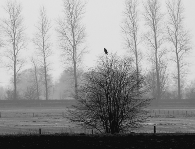 <i class='fa fa-user'></i>&nbsp;kruisje2000&nbsp;|   Buizerd&nbsp; <i class='fa fa-eye'>&nbsp;188</i> &nbsp;<i class='fa fa-thumbs-up'>&nbsp;5</i> &nbsp; <i class='fa fa-comment-o'>&nbsp;14</i>