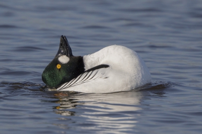 <i class='fa fa-user'></i>&nbsp;Peter Soer&nbsp;|   Brilduiker&nbsp; <i class='fa fa-eye'>&nbsp;469</i> &nbsp;<i class='fa fa-thumbs-up'>&nbsp;4</i> &nbsp; <i class='fa fa-comment-o'>&nbsp;7</i>