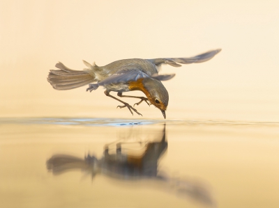 <i class='fa fa-user'></i>&nbsp;Ton D�pp&nbsp;|   Roodborst&nbsp; <i class='fa fa-eye'>&nbsp;1017</i> &nbsp;<i class='fa fa-thumbs-up'>&nbsp;34</i> &nbsp; <i class='fa fa-comment-o'>&nbsp;25</i>