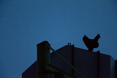 <i class='fa fa-user'></i>&nbsp;Bouke Atema&nbsp;|   Oehoe&nbsp; <i class='fa fa-eye'>&nbsp;161</i> &nbsp; <i class='fa fa-comment-o'>&nbsp;10</i>