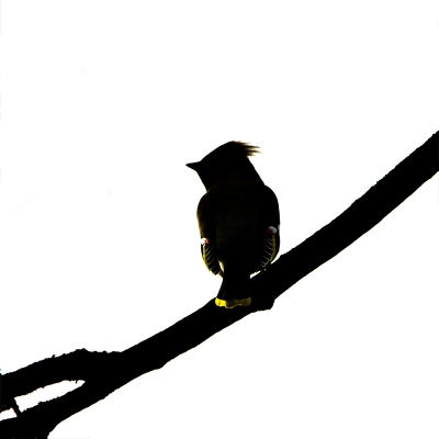 <i class='fa fa-user'></i>&nbsp;gras4711&nbsp;|   Pestvogel&nbsp; <i class='fa fa-eye'>&nbsp;194</i> &nbsp;<i class='fa fa-thumbs-up'>&nbsp;1</i> &nbsp; <i class='fa fa-comment-o'>&nbsp;10</i>