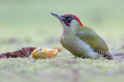 <i class='fa fa-user'></i>&nbsp;Luc Meert&nbsp;|   Groene Specht&nbsp; <i class='fa fa-eye'>&nbsp;630</i> &nbsp;<i class='fa fa-thumbs-up'>&nbsp;12</i> &nbsp; <i class='fa fa-comment-o'>&nbsp;10</i>