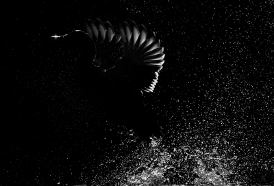 <i class='fa fa-user'></i>&nbsp;Henri Aantjes&nbsp;|   Wilde Eend&nbsp; <i class='fa fa-eye'>&nbsp;336</i> &nbsp;<i class='fa fa-thumbs-up'>&nbsp;12</i> &nbsp; <i class='fa fa-comment-o'>&nbsp;15</i>