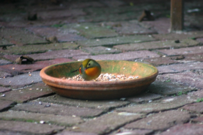 Gespot in de achtertuin. Niet Europees maar wel bijzonder om dit opeens in je tuin te zien!
Ontsnapt bij iemand uit de voliere?