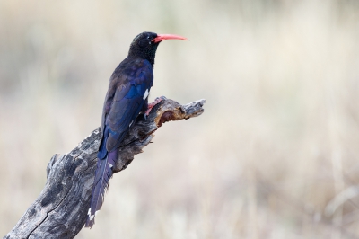 <i class='fa fa-user'></i>&nbsp;Kees de Jager&nbsp;|   Damarakakelaar&nbsp; <i class='fa fa-eye'>&nbsp;350</i> &nbsp;<i class='fa fa-thumbs-up'>&nbsp;2</i> &nbsp; <i class='fa fa-comment-o'>&nbsp;4</i>