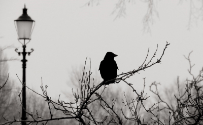 <i class='fa fa-user'></i>&nbsp;Anneke66&nbsp;|   Zwarte Kraai&nbsp; <i class='fa fa-eye'>&nbsp;821</i> &nbsp;<i class='fa fa-thumbs-up'>&nbsp;15</i> &nbsp; <i class='fa fa-comment-o'>&nbsp;16</i>