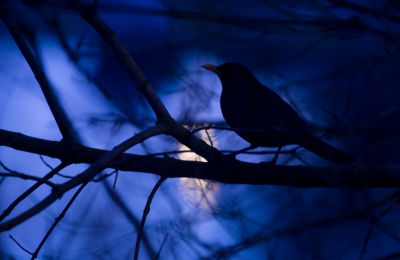 <i class='fa fa-user'></i>&nbsp;Monika&nbsp;|   Merel&nbsp; <i class='fa fa-eye'>&nbsp;145</i> &nbsp;<i class='fa fa-thumbs-up'>&nbsp;2</i> &nbsp; <i class='fa fa-comment-o'>&nbsp;13</i>