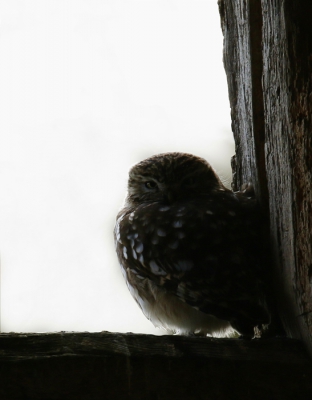 <i class='fa fa-user'></i>&nbsp;Gejo Wassink&nbsp;|   Steenuil&nbsp; <i class='fa fa-eye'>&nbsp;138</i> &nbsp; <i class='fa fa-comment-o'>&nbsp;11</i>