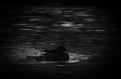 <i class='fa fa-user'></i>&nbsp;pabos&nbsp;|   Smient&nbsp; <i class='fa fa-eye'>&nbsp;134</i> &nbsp; <i class='fa fa-comment-o'>&nbsp;10</i>