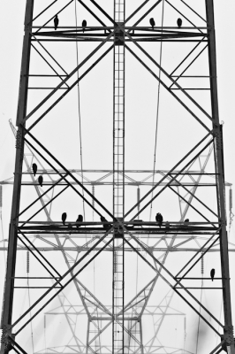 <i class='fa fa-user'></i>&nbsp;Gert-Jan Cromwijk&nbsp;|   Aalscholver&nbsp; <i class='fa fa-eye'>&nbsp;183</i> &nbsp;<i class='fa fa-thumbs-up'>&nbsp;8</i> &nbsp; <i class='fa fa-comment-o'>&nbsp;13</i>