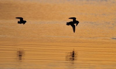 <i class='fa fa-user'></i>&nbsp;Gosse&nbsp;|   Drieteenstrandloper&nbsp; <i class='fa fa-eye'>&nbsp;129</i> &nbsp; <i class='fa fa-comment-o'>&nbsp;11</i>