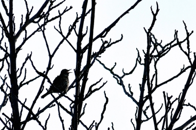 <i class='fa fa-user'></i>&nbsp;josephine&nbsp;|   Zanglijster&nbsp; <i class='fa fa-eye'>&nbsp;138</i> &nbsp; <i class='fa fa-comment-o'>&nbsp;12</i>