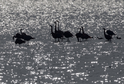 <i class='fa fa-user'></i>&nbsp;Sytze&nbsp;|   Flamingo&nbsp; <i class='fa fa-eye'>&nbsp;141</i> &nbsp; <i class='fa fa-comment-o'>&nbsp;13</i>