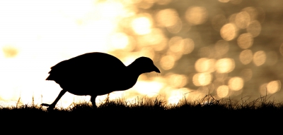 <i class='fa fa-user'></i>&nbsp;thijsglastra&nbsp;|   Meerkoet&nbsp; <i class='fa fa-eye'>&nbsp;371</i> &nbsp;<i class='fa fa-thumbs-up'>&nbsp;13</i> &nbsp; <i class='fa fa-comment-o'>&nbsp;14</i>