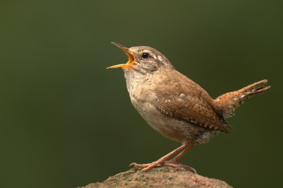 <i class='fa fa-user'></i>&nbsp;keesvanderklauw&nbsp;|   Winterkoning&nbsp; <i class='fa fa-eye'>&nbsp;368</i> &nbsp;<i class='fa fa-thumbs-up'>&nbsp;2</i> &nbsp; <i class='fa fa-comment-o'>&nbsp;14</i>