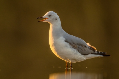 <i class='fa fa-user'></i>&nbsp;erik1966&nbsp;|   Hartlaubs Meeuw&nbsp; <i class='fa fa-eye'>&nbsp;288</i> &nbsp; <i class='fa fa-comment-o'>&nbsp;5</i>