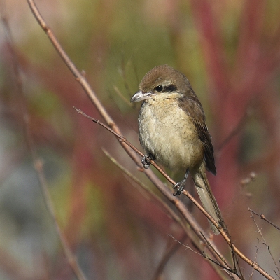 <i class='fa fa-user'></i>&nbsp;Gerard Visser&nbsp;|   Bruine Klauwier&nbsp; <i class='fa fa-eye'>&nbsp;707</i> &nbsp;<i class='fa fa-thumbs-up'>&nbsp;10</i> &nbsp; <i class='fa fa-comment-o'>&nbsp;12</i>