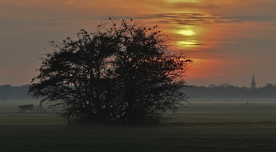 <i class='fa fa-user'></i>&nbsp;Fons Hoiting&nbsp;|   Kramsvogel&nbsp; <i class='fa fa-eye'>&nbsp;562</i> &nbsp;<i class='fa fa-thumbs-up'>&nbsp;5</i> &nbsp; <i class='fa fa-comment-o'>&nbsp;13</i>