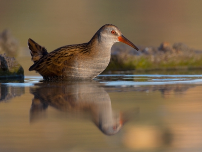 <i class='fa fa-user'></i>&nbsp;Luc Meert&nbsp;|   Waterral&nbsp; <i class='fa fa-eye'>&nbsp;557</i> &nbsp;<i class='fa fa-thumbs-up'>&nbsp;7</i> &nbsp; <i class='fa fa-comment-o'>&nbsp;12</i>