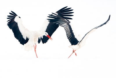 <i class='fa fa-user'></i>&nbsp;Hans Overduin&nbsp;|   Ooievaar&nbsp; <i class='fa fa-eye'>&nbsp;679</i> &nbsp;<i class='fa fa-thumbs-up'>&nbsp;4</i> &nbsp; <i class='fa fa-comment-o'>&nbsp;18</i>