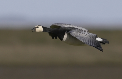 <i class='fa fa-user'></i>&nbsp;Ben Reitsma&nbsp;|   Brandgans&nbsp; <i class='fa fa-eye'>&nbsp;365</i> &nbsp;<i class='fa fa-thumbs-up'>&nbsp;2</i> &nbsp; <i class='fa fa-comment-o'>&nbsp;7</i>