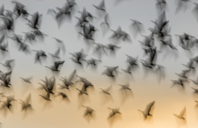 <i class='fa fa-user'></i>&nbsp;Henri Aantjes&nbsp;|   Brandgans&nbsp; <i class='fa fa-eye'>&nbsp;587</i> &nbsp;<i class='fa fa-thumbs-up'>&nbsp;12</i> &nbsp; <i class='fa fa-comment-o'>&nbsp;18</i>