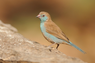 <i class='fa fa-user'></i>&nbsp;Rick Robaard&nbsp;|   Blauwfazantje&nbsp; <i class='fa fa-eye'>&nbsp;348</i> &nbsp; <i class='fa fa-comment-o'>&nbsp;1</i>