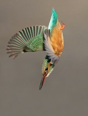 <i class='fa fa-user'></i>&nbsp;Wilfried Solarz&nbsp;|   IJsvogel&nbsp; <i class='fa fa-eye'>&nbsp;830</i> &nbsp;<i class='fa fa-thumbs-up'>&nbsp;31</i> &nbsp; <i class='fa fa-comment-o'>&nbsp;32</i>