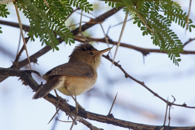 <i class='fa fa-user'></i>&nbsp;Kees de Jager&nbsp;|   Kortvleugelkarekiet&nbsp; <i class='fa fa-eye'>&nbsp;308</i> &nbsp; <i class='fa fa-comment-o'>&nbsp;0</i>