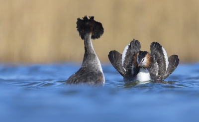 <i class='fa fa-user'></i>&nbsp;Eric van Roon&nbsp;|   Fuut&nbsp; <i class='fa fa-eye'>&nbsp;519</i> &nbsp;<i class='fa fa-thumbs-up'>&nbsp;1</i> &nbsp; <i class='fa fa-comment-o'>&nbsp;7</i>