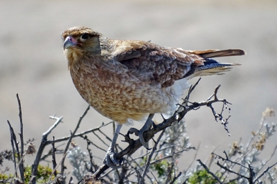 Deze roofvogel was volgens mij iets kleiner dan de Cinereous harrier / Circus cinereus / Grijze kiekendief die we vlakbij ook zagen.
Kan hem niet vinden onder de lijst van roofvogels in Chili/Argentini/Patagoni die ik op internet kan vinden.

Bedankt alvast voor de info!