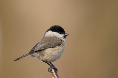 <i class='fa fa-user'></i>&nbsp;freekmeijer&nbsp;|   Glanskop&nbsp; <i class='fa fa-eye'>&nbsp;451</i> &nbsp;<i class='fa fa-thumbs-up'>&nbsp;7</i> &nbsp; <i class='fa fa-comment-o'>&nbsp;16</i>