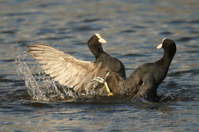 <i class='fa fa-user'></i>&nbsp;groenvogel57&nbsp;|   Meerkoet&nbsp; <i class='fa fa-eye'>&nbsp;344</i> &nbsp; <i class='fa fa-comment-o'>&nbsp;2</i>