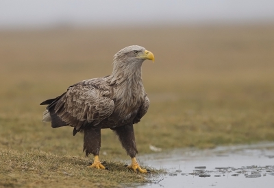 <i class='fa fa-user'></i>&nbsp;charlysax&nbsp;|   Zeearend&nbsp; <i class='fa fa-eye'>&nbsp;719</i> &nbsp;<i class='fa fa-thumbs-up'>&nbsp;12</i> &nbsp; <i class='fa fa-comment-o'>&nbsp;23</i>