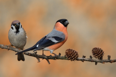 <i class='fa fa-user'></i>&nbsp;david&nbsp;|   Goudvink&nbsp; <i class='fa fa-eye'>&nbsp;896</i> &nbsp;<i class='fa fa-thumbs-up'>&nbsp;10</i> &nbsp; <i class='fa fa-comment-o'>&nbsp;13</i>