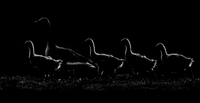 <i class='fa fa-user'></i>&nbsp;Henri Aantjes&nbsp;|   Grauwe Gans&nbsp; <i class='fa fa-eye'>&nbsp;546</i> &nbsp;<i class='fa fa-thumbs-up'>&nbsp;12</i> &nbsp; <i class='fa fa-comment-o'>&nbsp;16</i>