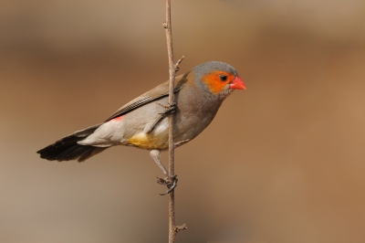 Soms lijkt de animo voor vogels uit het buitenland iets minder groot, hoewel niet alle soorten even gemakkelijk te fotograferen zijn. Dat blijkt wel uit het feit dan dit Oranjekaakje slechts 4x op Birdpix staat, terwijl er toch vele mensen per jaar naar Gambia en andere Afrikaanse landen reizen. Zeg nou zelf, mooi vogeltje toch?