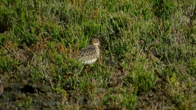Aan het eind van een heerlijke wandeling, zagen we twee vogelaars over het slik sluipen. Het betrof Lazar Brinkhuizen en z,n maat, die deze prachtvogel gevonden hadden. 1e winter dus prachtig in de veren. Helaas is kort na mijn vertrek, de vogel opgevlogen. Jammer voor de mensen die toen onderweg waren...