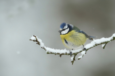 <i class='fa fa-user'></i>&nbsp;Frank Kremer&nbsp;|   Pimpelmees&nbsp; <i class='fa fa-eye'>&nbsp;416</i> &nbsp; <i class='fa fa-comment-o'>&nbsp;9</i>