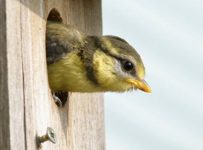 Juvenile Pimpelmees in spanning,enkele seconden voordat hij/zij het nest verliet. 
Nestkastje op het balkon.