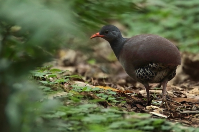 <i class='fa fa-user'></i>&nbsp;Martjan Lammertink&nbsp;|   Tataupatinamoe&nbsp; <i class='fa fa-eye'>&nbsp;293</i> &nbsp;<i class='fa fa-thumbs-up'>&nbsp;1</i> &nbsp; <i class='fa fa-comment-o'>&nbsp;4</i>