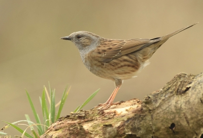 dit is mijn Tuin heggemus. hij is helemaal niet schuw en als ik in de tuin bezig ben scharrelt hij vaak in de buurt rond. dus mn camera maar dicht in de buurt gehouden en gewacht op een mooi moment