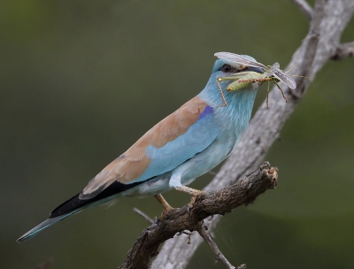 <i class='fa fa-user'></i>&nbsp;Ben Reitsma&nbsp;|   Scharrelaar&nbsp; <i class='fa fa-eye'>&nbsp;440</i> &nbsp; <i class='fa fa-comment-o'>&nbsp;7</i>