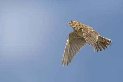 <i class='fa fa-user'></i>&nbsp;Jaap van Rotten&nbsp;|   Veldleeuwerik&nbsp; <i class='fa fa-eye'>&nbsp;436</i> &nbsp;<i class='fa fa-thumbs-up'>&nbsp;2</i> &nbsp; <i class='fa fa-comment-o'>&nbsp;6</i>