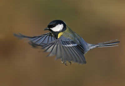 <i class='fa fa-user'></i>&nbsp;Gejo Wassink&nbsp;|   Koolmees&nbsp; <i class='fa fa-eye'>&nbsp;646</i> &nbsp;<i class='fa fa-thumbs-up'>&nbsp;19</i> &nbsp; <i class='fa fa-comment-o'>&nbsp;28</i>