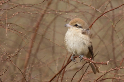 <i class='fa fa-user'></i>&nbsp;Gert-Jan Cromwijk&nbsp;|   Bruine Klauwier&nbsp; <i class='fa fa-eye'>&nbsp;768</i> &nbsp;<i class='fa fa-thumbs-up'>&nbsp;3</i> &nbsp; <i class='fa fa-comment-o'>&nbsp;9</i>