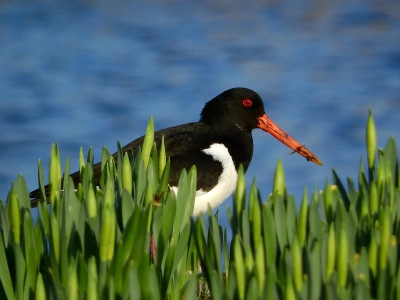 Deze prachtvogels zijn weer terug, ongeveer 25 stuks tot nu. Binnenkort broeden ze weer op diverse platte daken in de buurt. Ons huis bevindt zich dan op de route van de foerageervlucht. Prachtig maar wel veel poep op de ramen.