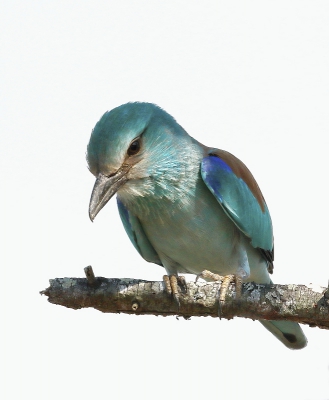 <i class='fa fa-user'></i>&nbsp;Ben Reitsma&nbsp;|   Scharrelaar&nbsp; <i class='fa fa-eye'>&nbsp;429</i> &nbsp;<i class='fa fa-thumbs-up'>&nbsp;4</i> &nbsp; <i class='fa fa-comment-o'>&nbsp;8</i>