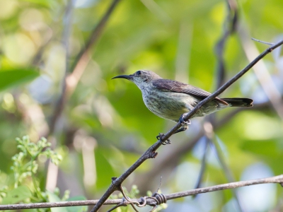 <i class='fa fa-user'></i>&nbsp;Paul van Giersbergen&nbsp;|   Gewone Purperbandhoningzuiger&nbsp; <i class='fa fa-eye'>&nbsp;226</i> &nbsp; <i class='fa fa-comment-o'>&nbsp;1</i>