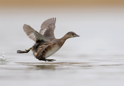 <i class='fa fa-user'></i>&nbsp;Henk Laverman&nbsp;|   Dodaars&nbsp; <i class='fa fa-eye'>&nbsp;574</i> &nbsp;<i class='fa fa-thumbs-up'>&nbsp;18</i> &nbsp; <i class='fa fa-comment-o'>&nbsp;23</i>